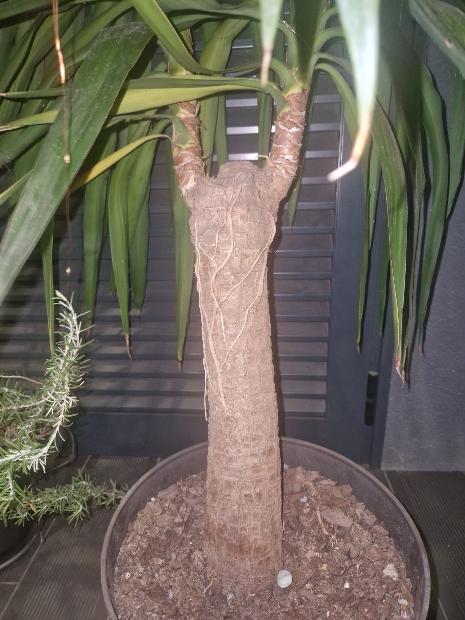 Yucca 1.60m 2 filhos