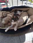 3 msc Panduś do adopcji