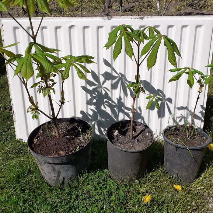 Sadzonki kasztan pospolity