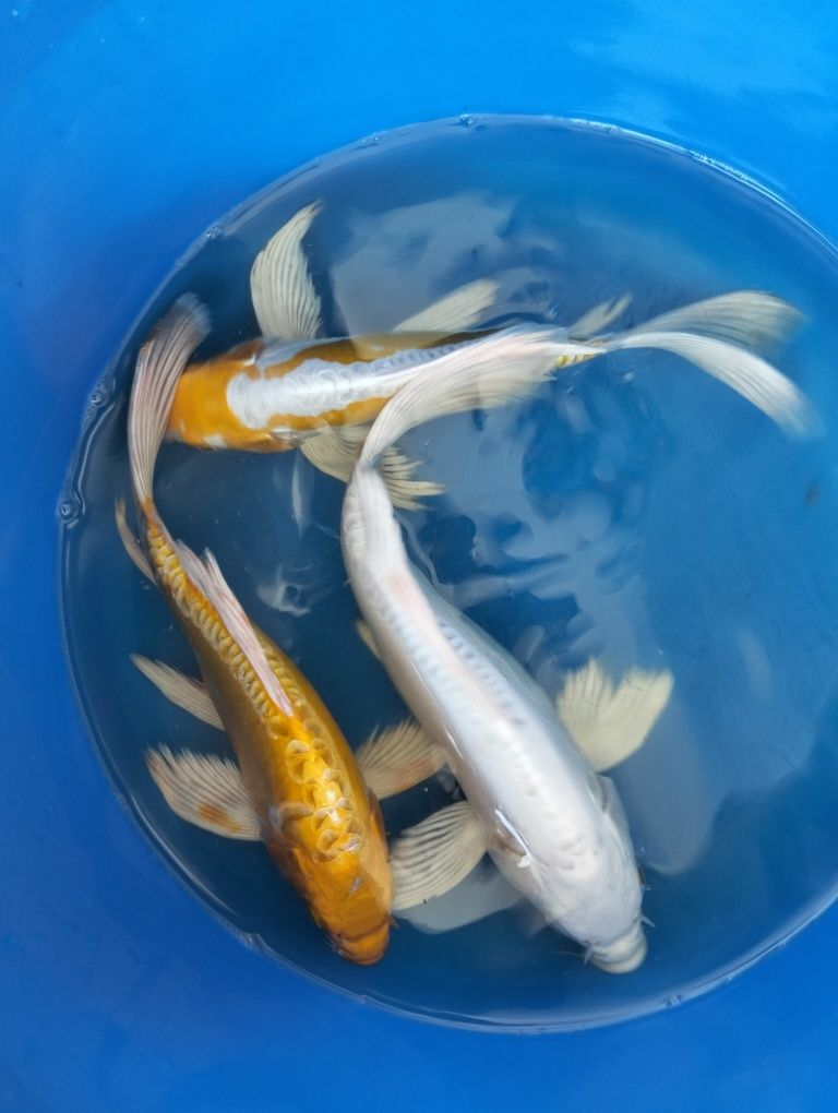 Carpa koi véu 25 a 27cm