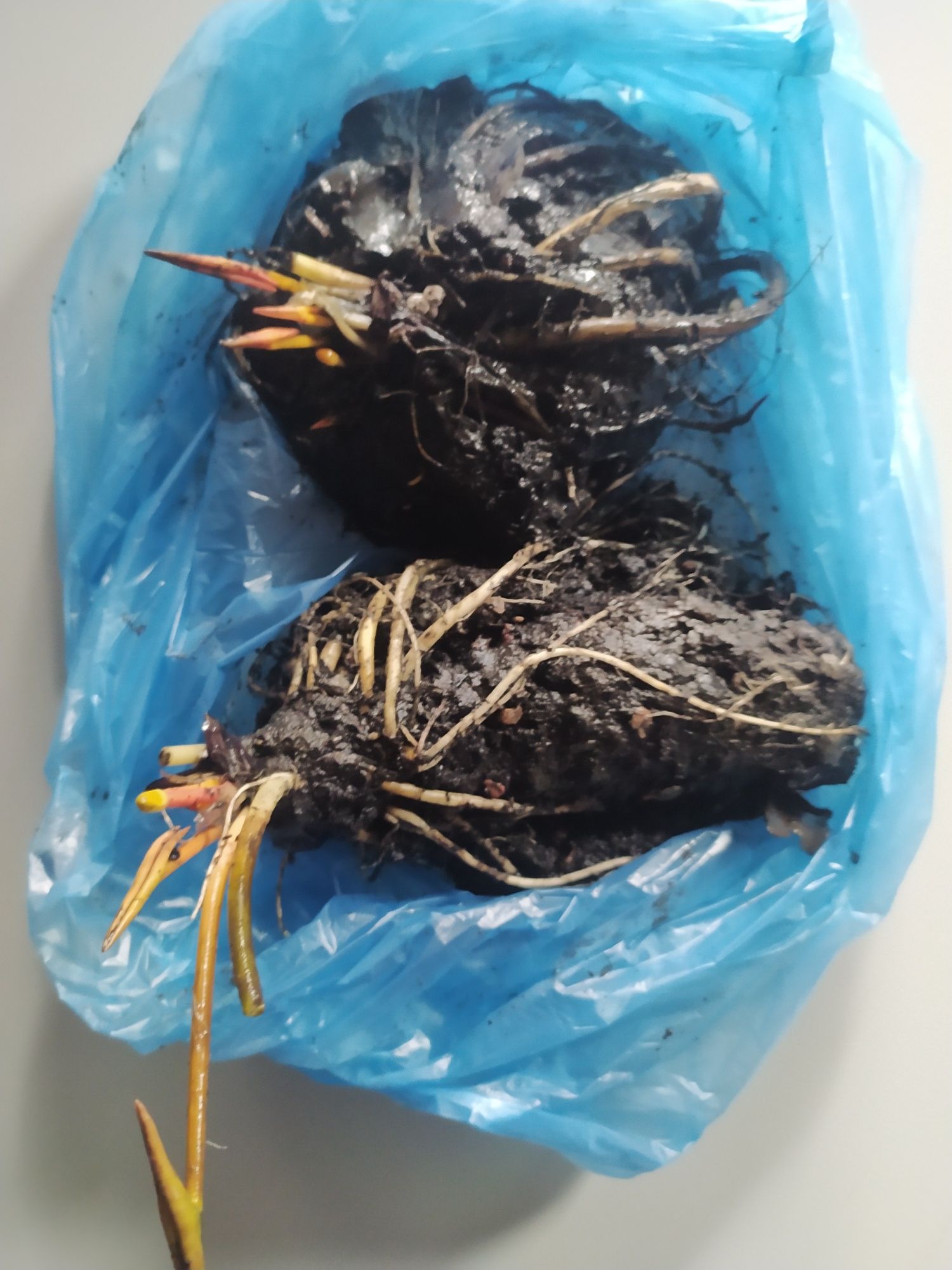 Кувшинка  розова