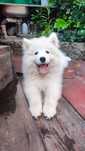 Piesek Samoyed PFK ACW gotowy do zmiany domu + ubezpieczenie zdrowotne