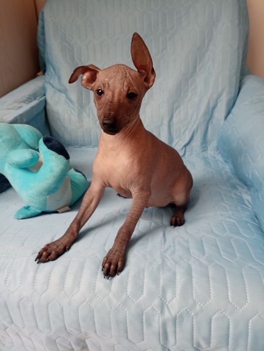 Nagi pies meksykański xolo miniatura