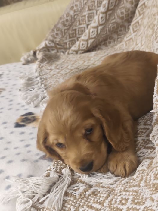 Menino Cocker fofinho