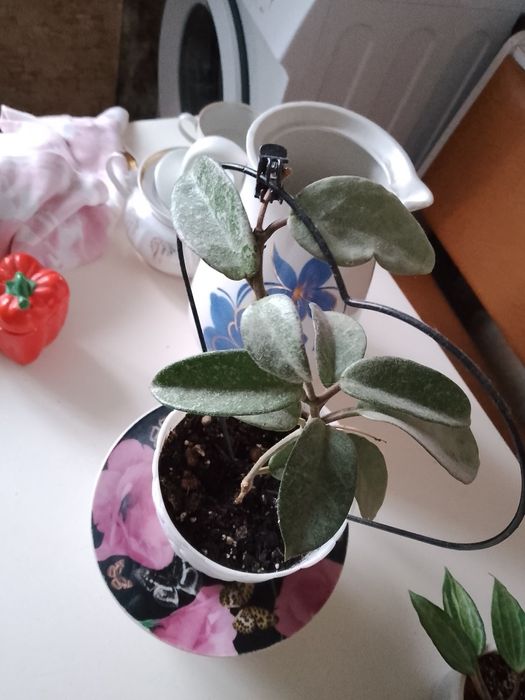 Квіти домашні хої