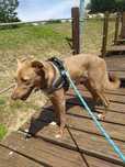 Dog Walking e Pet Sitting ao Domicílio