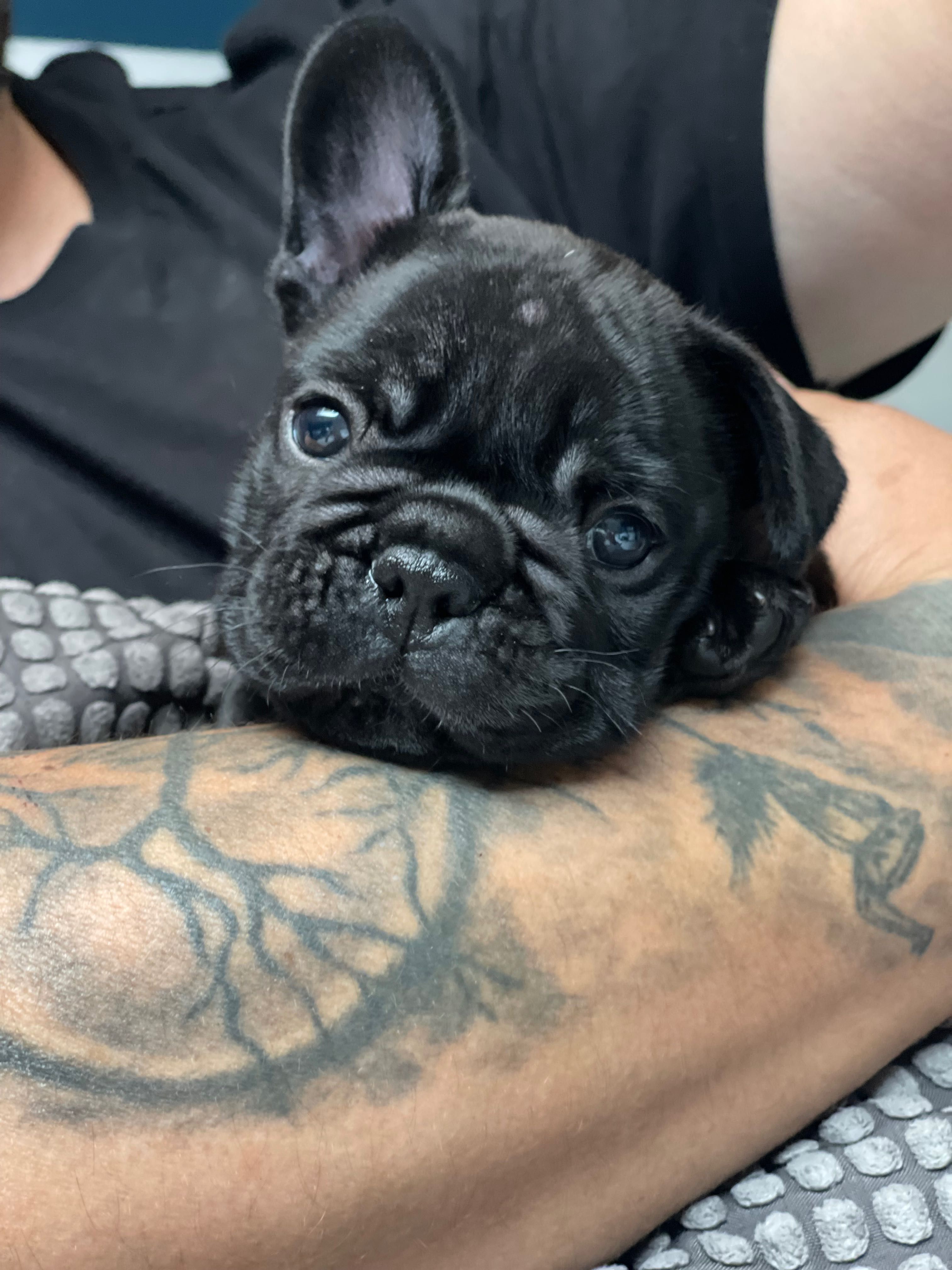 Buldog francuski zkwp /FCI