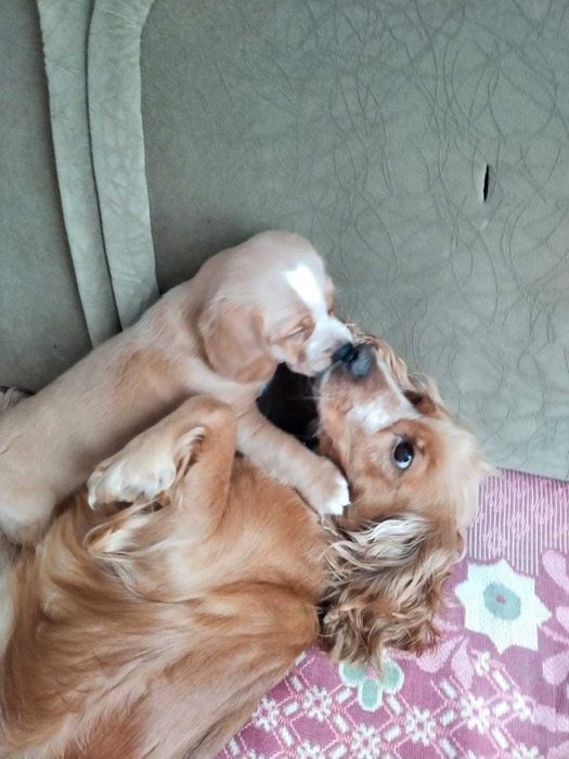 БЕЗКОШТОВНО Веселий, грайливий хлопчик шукає люблячу родину.