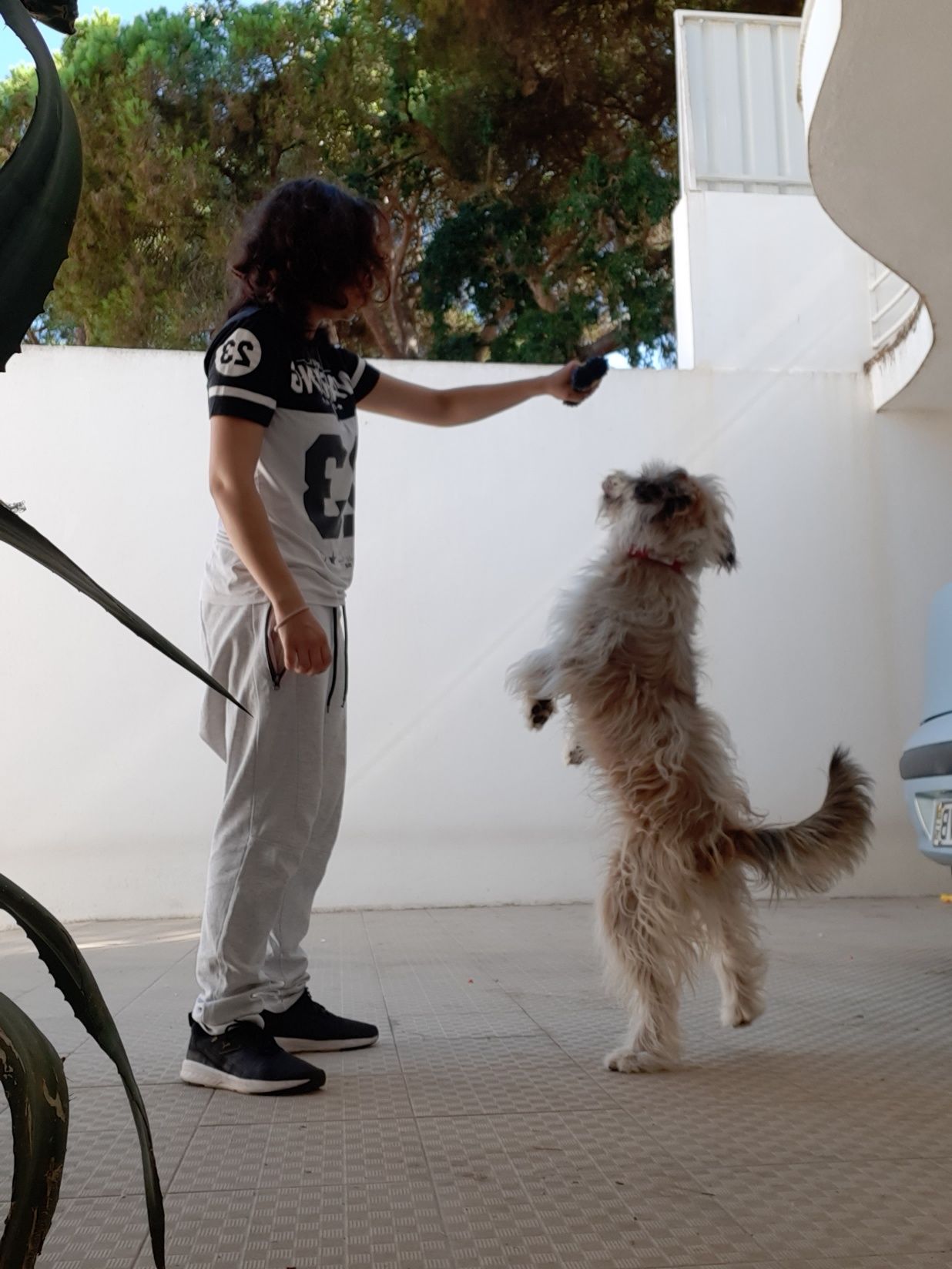 Dog walking/Pet Sitting