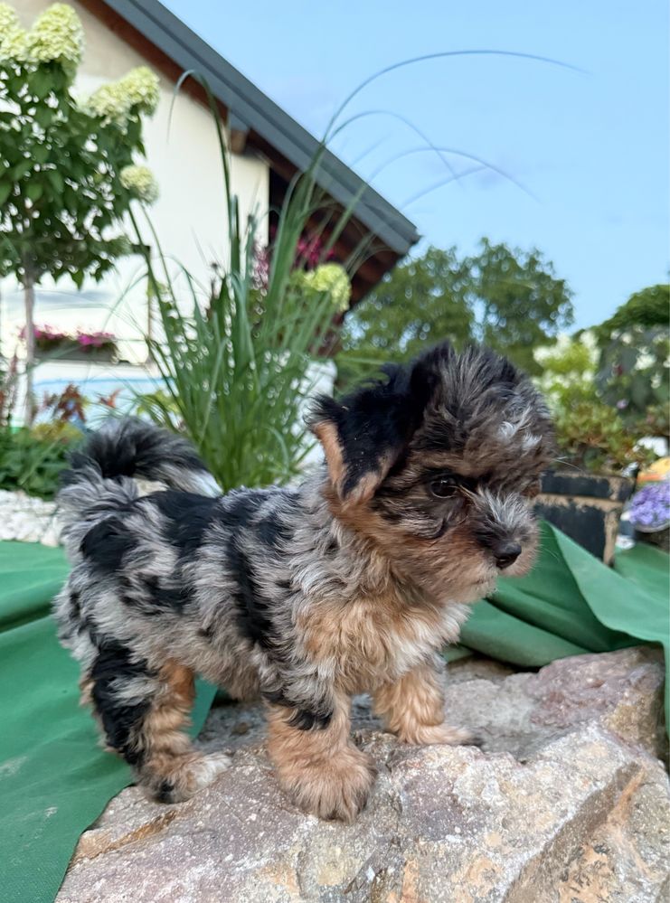 Śliczna suczka Blue Merle Yorkshire Terrier