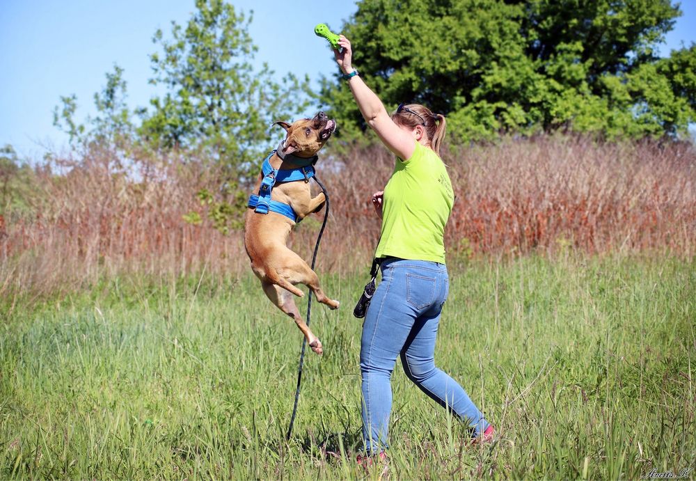 Piękny, wysportowy Pitbull Roki czeka na dom