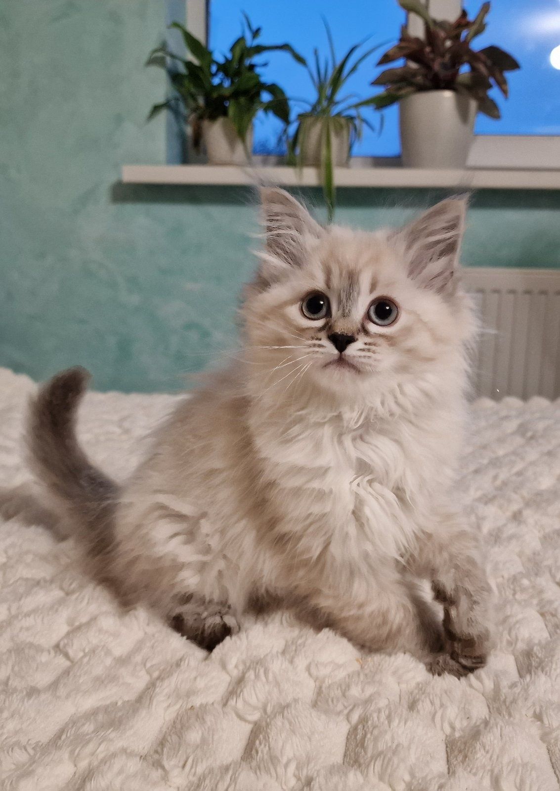 Невські маскарадні котята