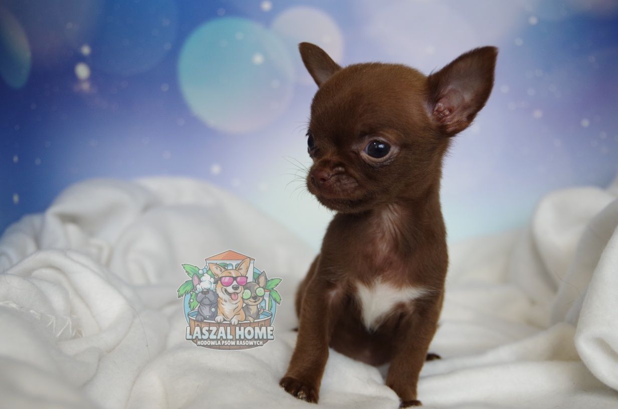 Chihuahua Chłopczyk czekoladowy Piesek xs mini  **VelarisAzriel**
