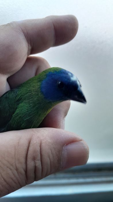 Diamante Tricolor