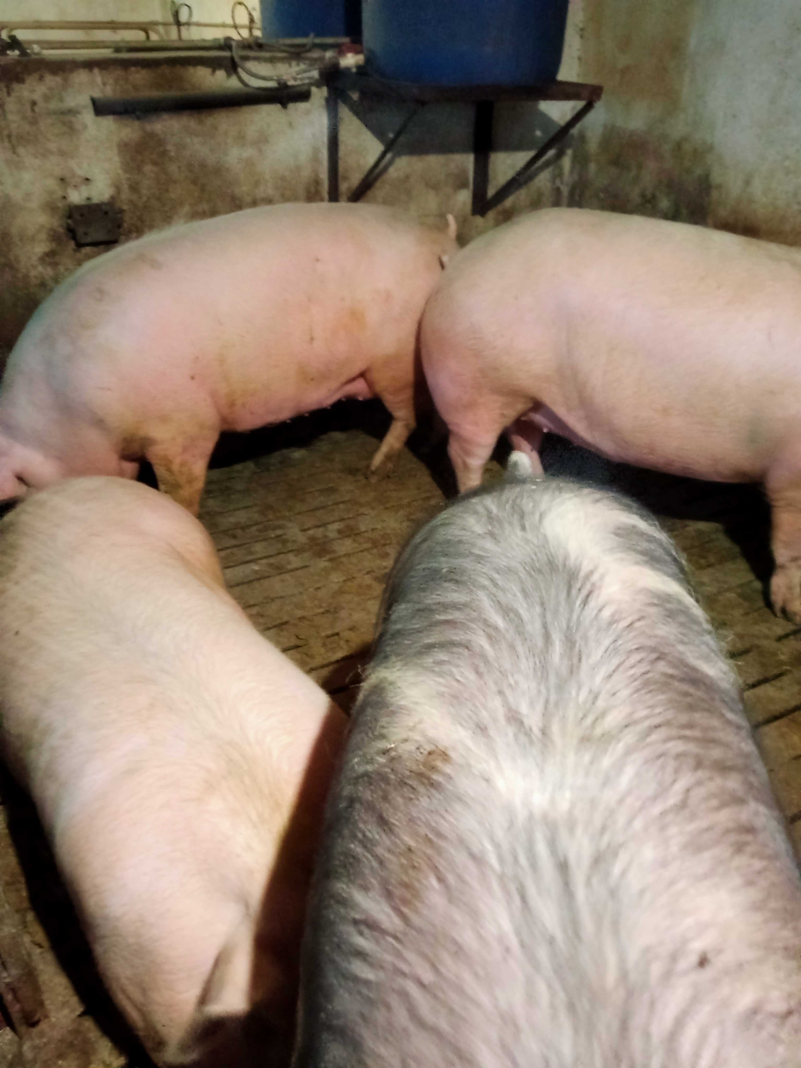Продам свиньи живым весом