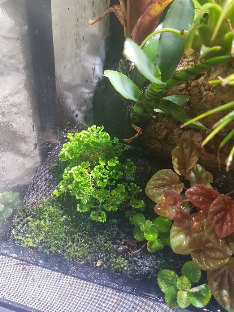 Terrarium 40x40x60 xaxim