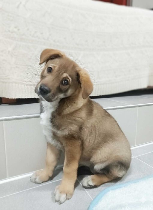 Цуценя великої породи — дівчинка, 3 місяці