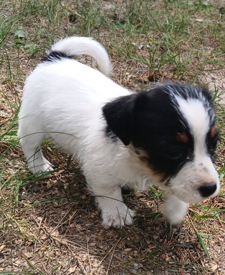 Jack Russell terrier