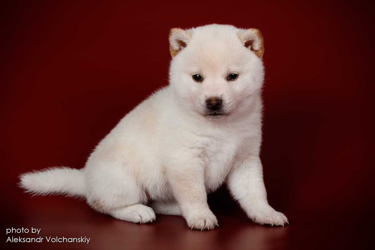 Шиба, шиба-іну, Сіба , сіба-іну, shiba-inu, цуценята TODAISOU