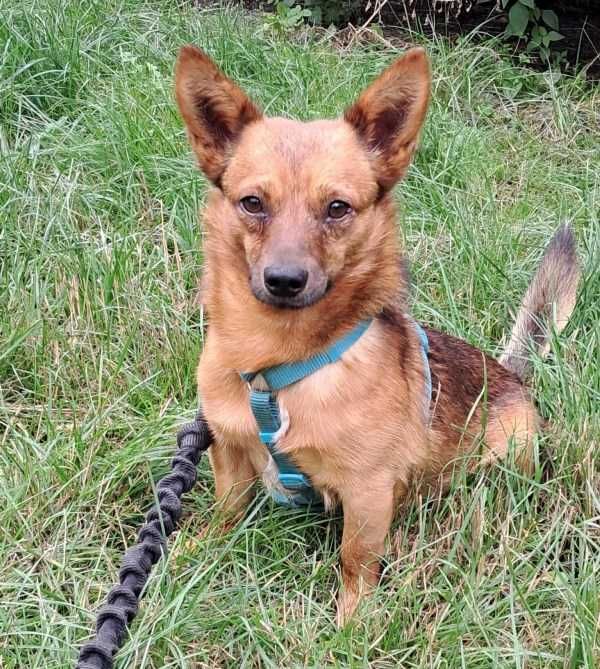 HENIO maleńki grzeczny piesek szuka 
domu