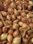 Продам цибулю саджанку кущовку (сімейна)