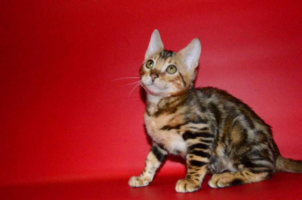 Яркий, красивый котенок. Мальчик. Документы.