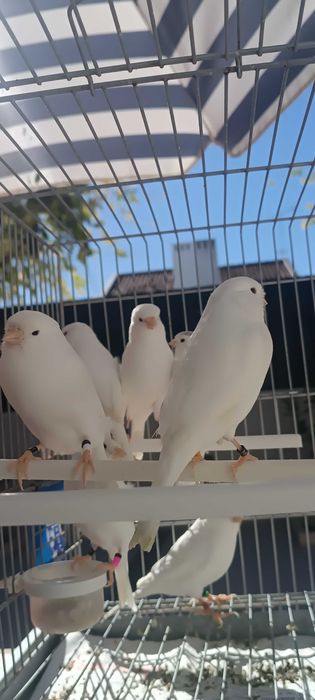 Canários machos - Brancos Recessivos