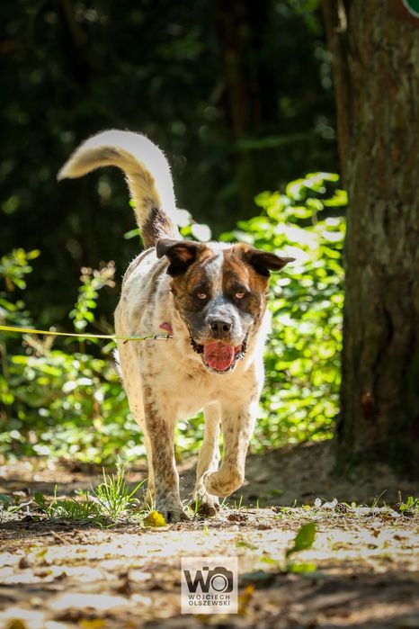 BOSS - w typie bernardyna