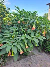 Datura olbrzymią różowa