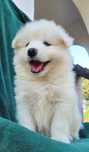 Śliczna piesek  Samoyed