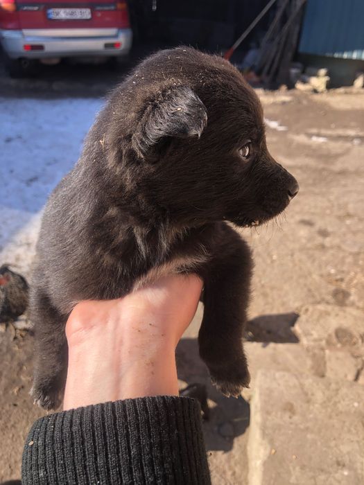 Цуцики шукають нову домівку