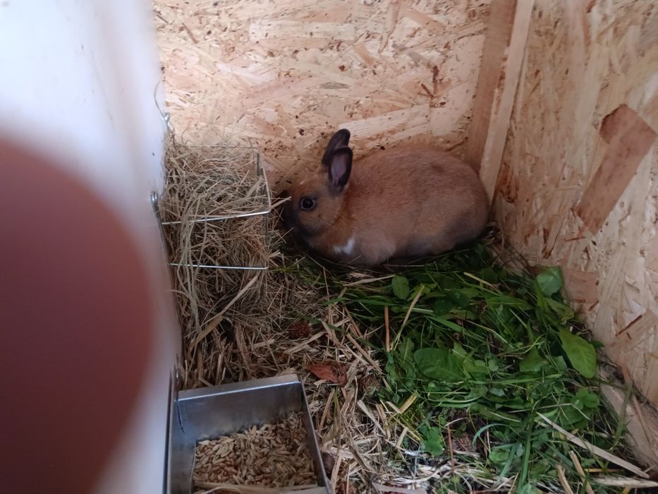 Sprzedam króliki miniaturki