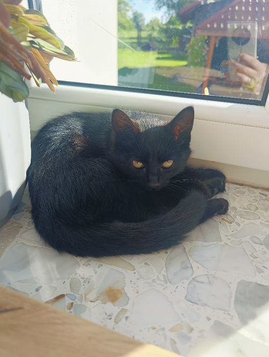 Oddam małego  kotka