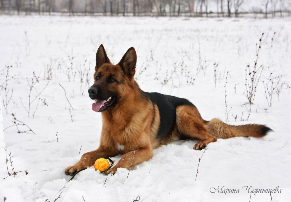 Дрессировка собак . Дрессировочный центр.