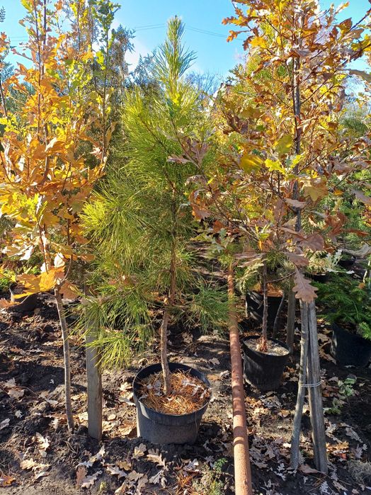 Дуб черешчатий в контейнері.