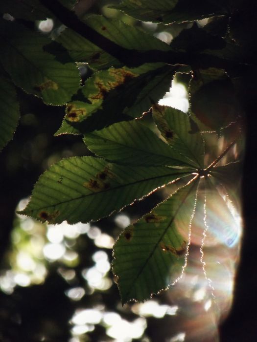 Fujifilm FinePix S2940