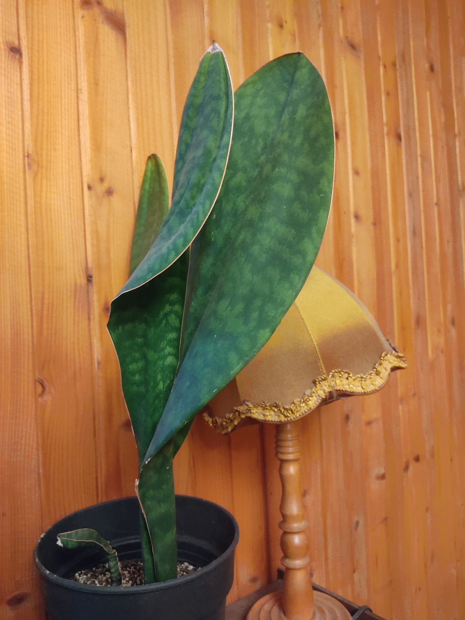 Sansevieria masoniana bardzo duża