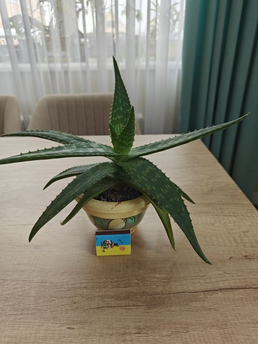 Алоє Вера з горщиком