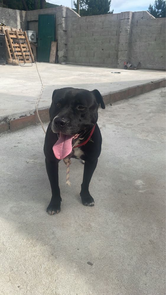 Pitbull Black pais ultima foto