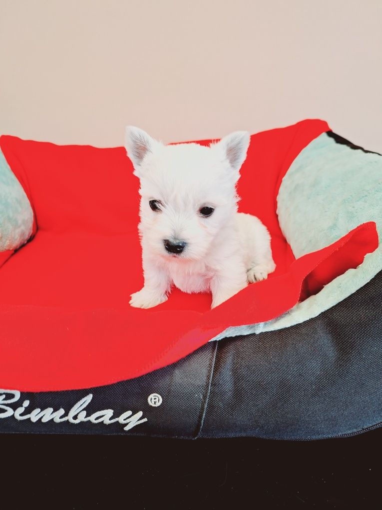 West Highland White Terrier suczka