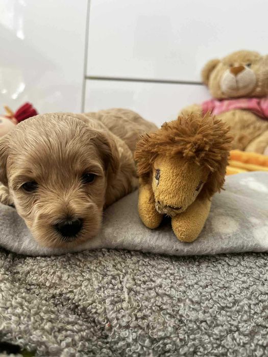 Śliczna sunia maltipoo - Do rezerwacji