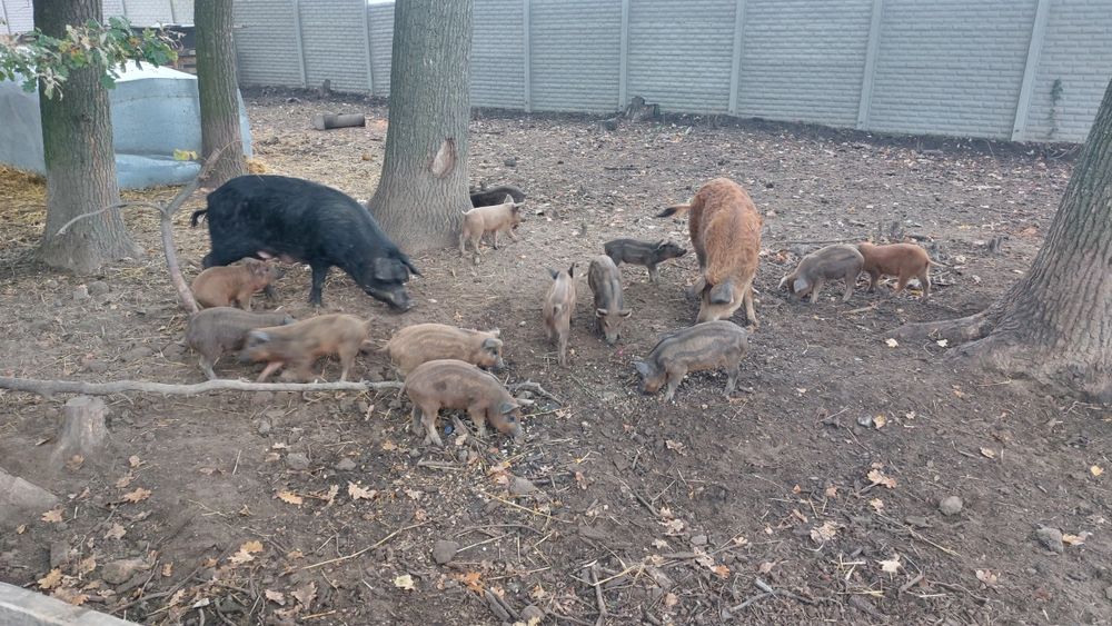 Продам поросят породи венгерська мангалиця