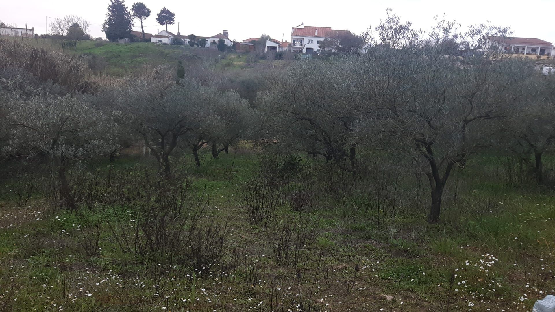 Diversas Oliveiras