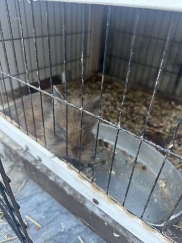 Coelhos bebés branco e preto