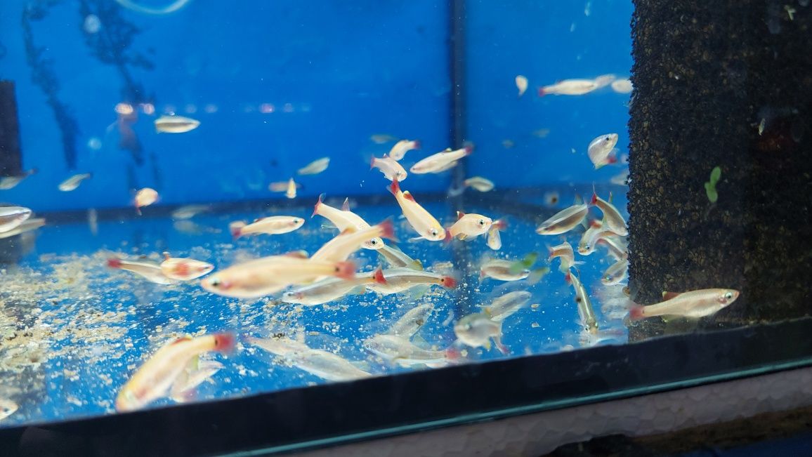 Kardynałek chiński  (Tanichthys albonubes) WYSYŁKA AKWAWIN