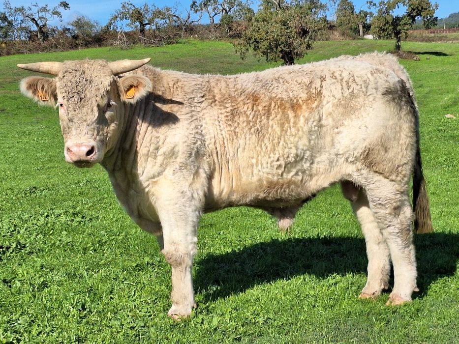 Novilho charoles puros