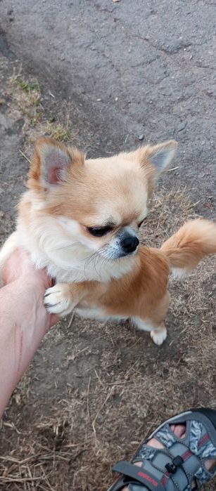 Жених Чихуа Хуа горячий мужчина