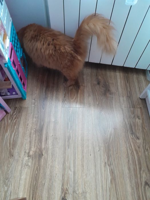 Oddam kota w dobre ręce