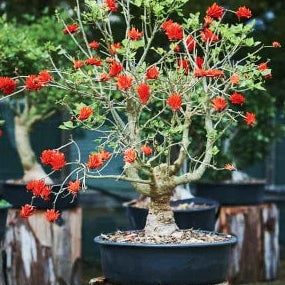 Коралловое дерево каудексное растение  (Erythrina lysistem)on 
https:/