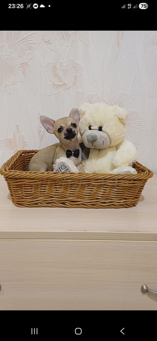 Шикарні хлопці чихуахуа